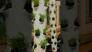 Download lagu Ide kreatif inovasi pertanian #Pertanian #modern #pekaranganrumah #petanimilenial mp3 Download lagu Ide kreatif inovasi pertanian #Pertanian #modern #pekaranganrumah #petanimilenial mp3