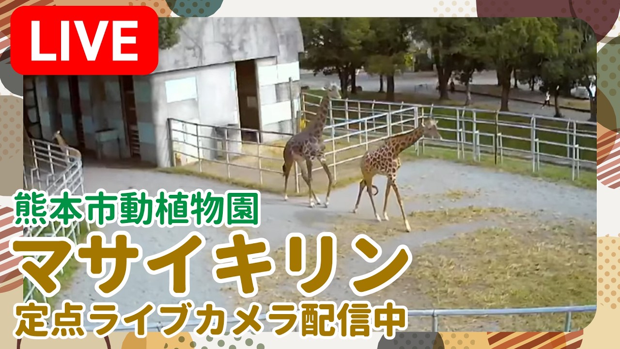 Kumamoto City Zoo Giraffe