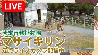 【熊本市動植物園】マサイキリン | 定点ライブカメラ / Kumamoto City Zoo and Botanical Garden Live Camera(Giraffe) live webcam