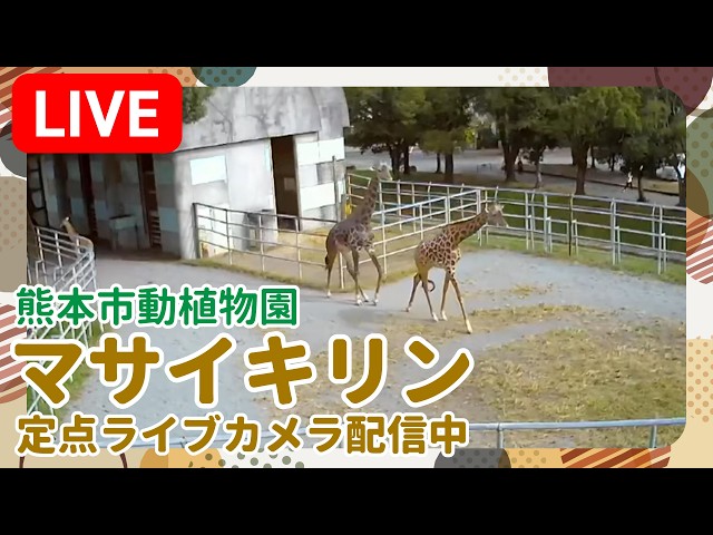 熊本市動植物園 マサイキリン