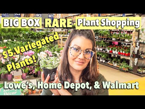 $5 Variegated Bear Paw! Big Box Rare Plant Shopping | Lowe's, Home Depot, & Walmart | Plant Haul