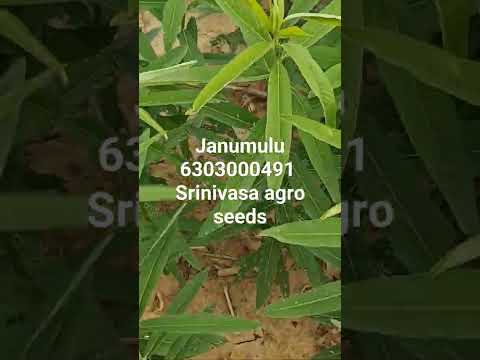 green manure seeds / Sun Hemp Seeds
