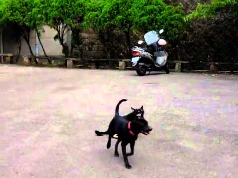 女有意 郎無情(原發表者:菲菲)(影片)