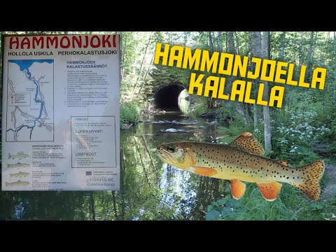 Kalassa Jarkon kanssa Hammonjoella (ENG SUB)