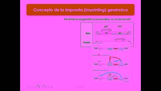 T05_26_Regulacion_Epigenetica_y_Diferenciacion_2