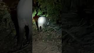 Tapir sightings in the Amazon Rainforest, Brazil