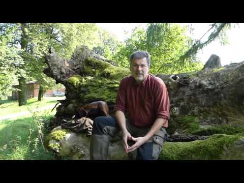 4 kapitale Rothirsche am letzten Jagdtag erlegt! 4 royal stags killed on the last hunting day!