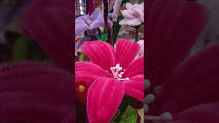 Download lagu AWESOME# CUTE#SHORT#SHORTVIDEO#FLOWERS#TRENDING#LYNTEK mp3