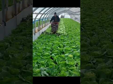 Tunnel Farming Wonders: Cultivating Success Undercover #agriculturetips #farmlife #agtechrevolution