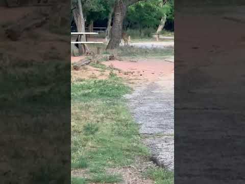 Deer walking through the campground