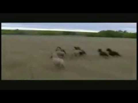 Video thumbnail for Kıratlar Kabilesi