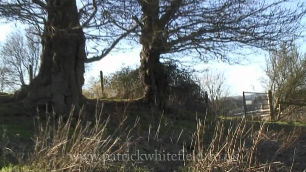 Tree Identification Walk Part 3 - YouTube