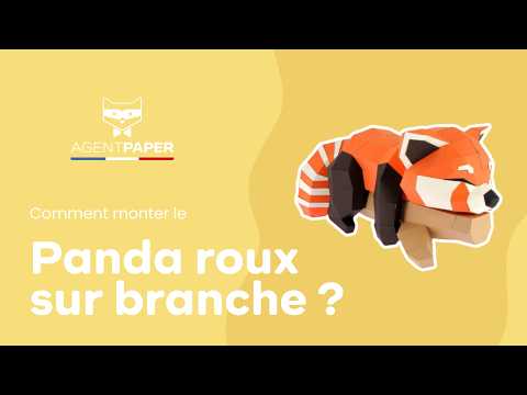 Panda roux sur branche - vidéo de présentation