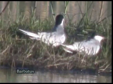 Fumarel cariblanco ( Chlidonias hybridus )