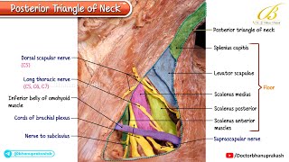 Posterior Triangle of the Neck (Cadaveric Anatomy) | USMLE Step 1 | Boundaries, Floors, & Contents