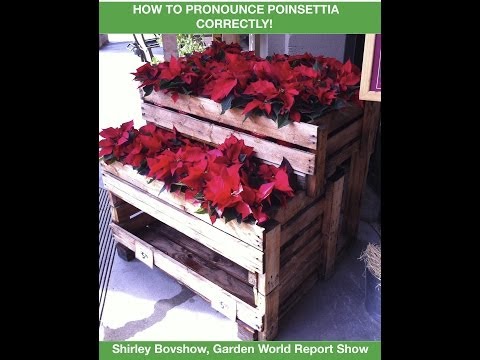 How to Pronounce Poinsettia Correctly