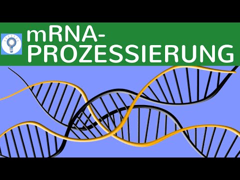 m RNA-Prozessierung - Genetisches System & Proteinbiosynthese bei Eukaryoten einfach erklärt