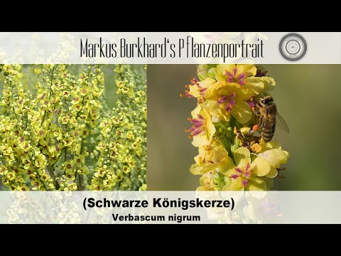 Schwarze Königskerze, die BESTE HEILPFLANZE jetzt im Spätsommer, Bienenpflanze für den Spätsommer
