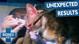 Top Bondi Vet Plot Twists: The Most Surprising Cases Ever