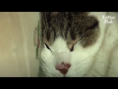 Cat Weeps And Sheds Tears After Bullies Did 'This' To Her | Kritter Klub