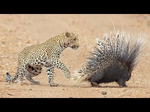 Why Did This Leopard Think It Was A Good Idea To Take On A Porcupine?