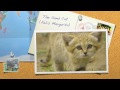 Endangered Species- The Sand Cat