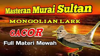 Download lagu Mongolian Lark Gacor 🔥 Masteran Murai Batu Sultan ‼️ Ampuh 💯 mp3 Download lagu Mongolian Lark Gacor 🔥 Masteran Murai Batu Sultan ‼️ Ampuh 💯 mp3