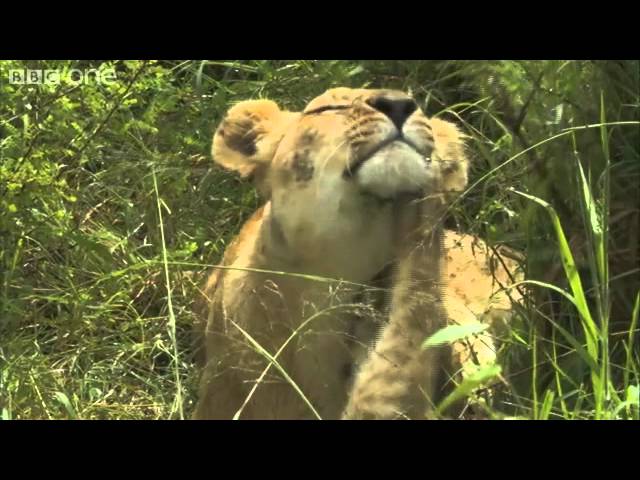 Richard meets camerawoman Sophie Darlington - Planet Earth Live - BBC
