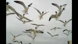 The Birds Don't Get Them All!