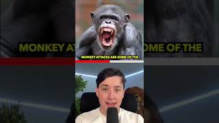 WHY MONKEYS ARE SCARIER THAN YOU THINK! #Shorts