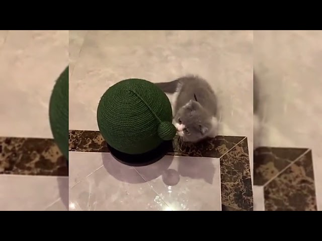 خداشة الصبار