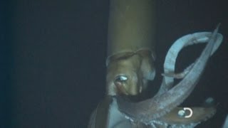 Giant Squid: Amazing deep-sea footage reveals giant squid in natural habitat