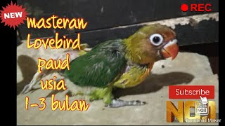 Download lagu masteran Lovebird PAUD USIA 1-3 BULAN mp3