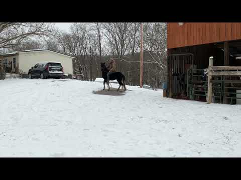145-black 3yr old gelding 13.3HH $800 DEADLINE 2/6/26