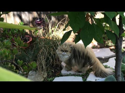 17 07 18 Yetis of Mythicbells at morning Sun Worship