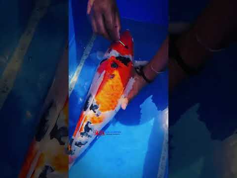 Treating diseased jumbo koi from our client's pond in Namakkal