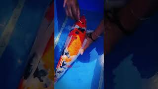 Treating diseased jumbo koi from our client