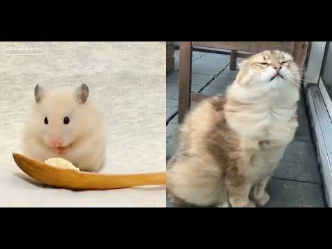 #572 Daily Dose of Funny Animals 😍 #funny #funnyanimals #beautiful 🌍.mp4