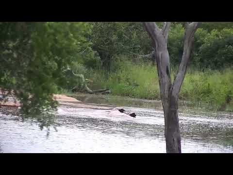 Djuma: Hippo playing with stick and barrel rolling - 17:51 - 02/28/2023