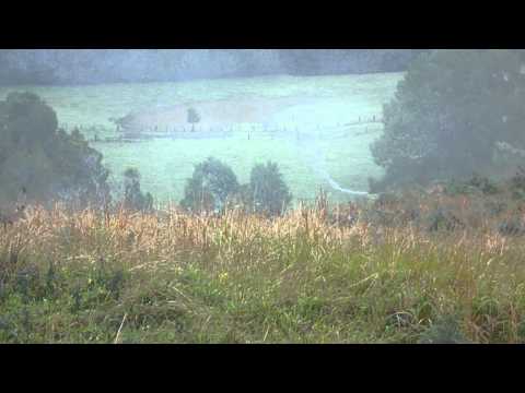 Kangaroes aan het vechten