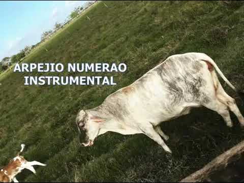 ARPEJIO NUMERAO–  Instrumental  llanero en [Música llanera] 🎵