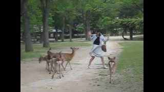 preview picture of video 'Nara Deers'