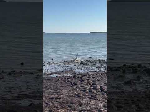 lemon shark caught at the fishing beach