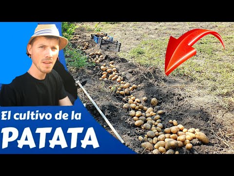 , title : 'Cum se cultiva Cartofi incredibil cu ce i-am stropit♻️'