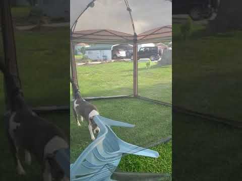 Coleman Back Home Screened Canopy Tent with Instant Setup, Screenhouse Outdoor Canopy and Sun Shade