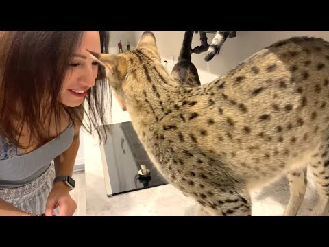 Savannah Cats Kumba And Zara Are Ready For Some Chicken! Big Cat! Cute Cat Video! #cats #cute