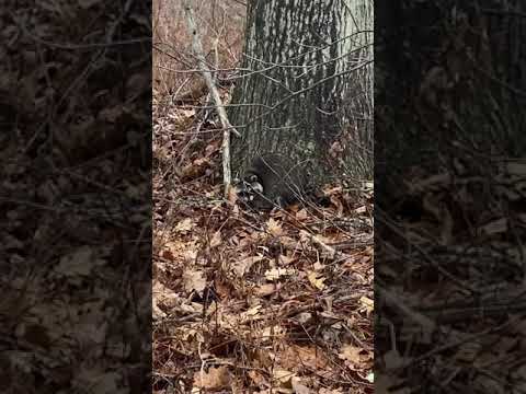 Massachusetts raccoon