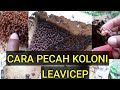 Panduan Gratis Cara Memecah Koloni Lebah Klanceng Lengkap Download
Disini