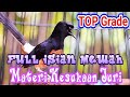 Murai Batu Top Grade Full Isian Tembakan Mewah Cocok Untuk Masteran Pancingan