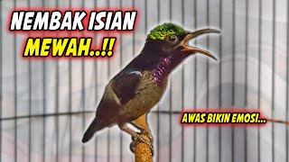 Download lagu SUARA BURUNG KOLIBRI NINJA GACOR FULL NEMBAK ISIAN KASAR !! PANCINGAN KONIN BAHAN AGAR CEPAT EMOSI mp3